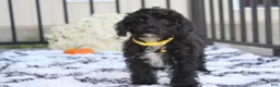 Yorkiepoo dogs for sale: Ranger  - Ad 1