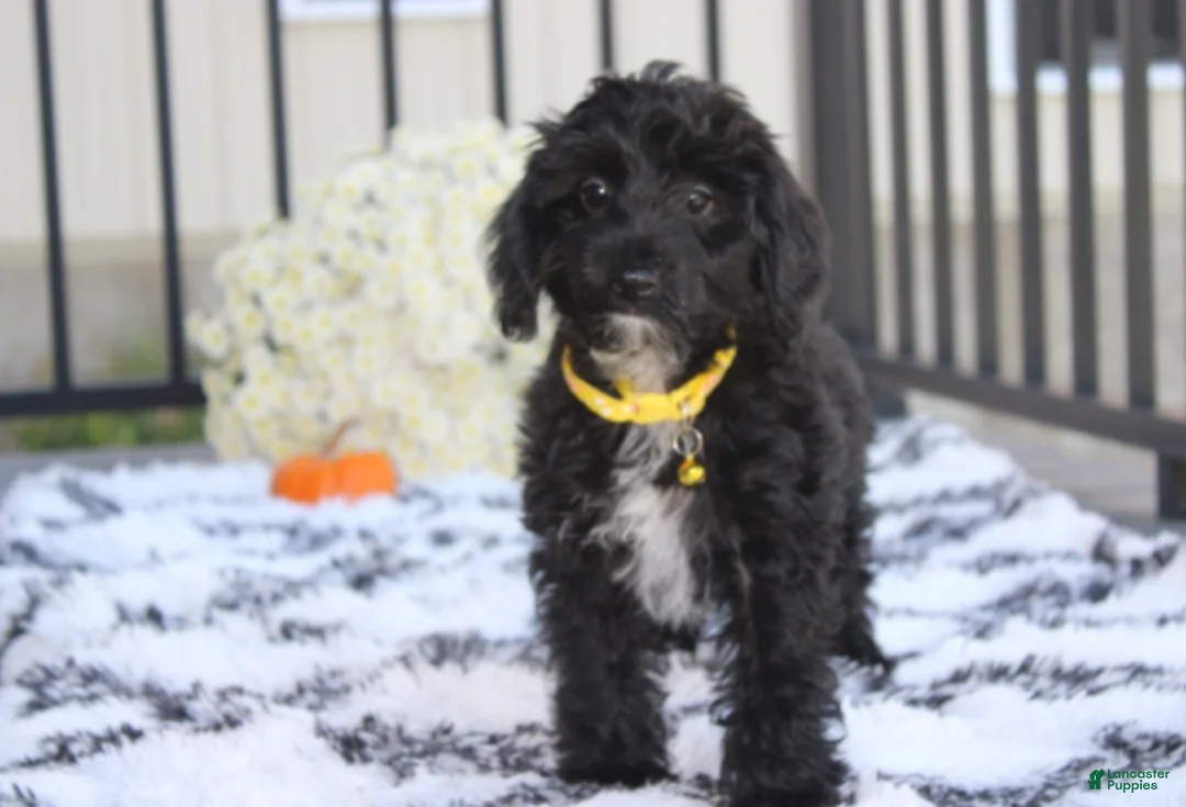 Yorkiepoo dogs for sale: Ranger  - Ad 1
