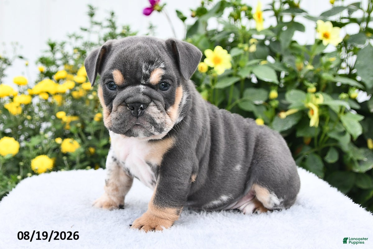 English Bulldog dogs Patrick - Ad 1