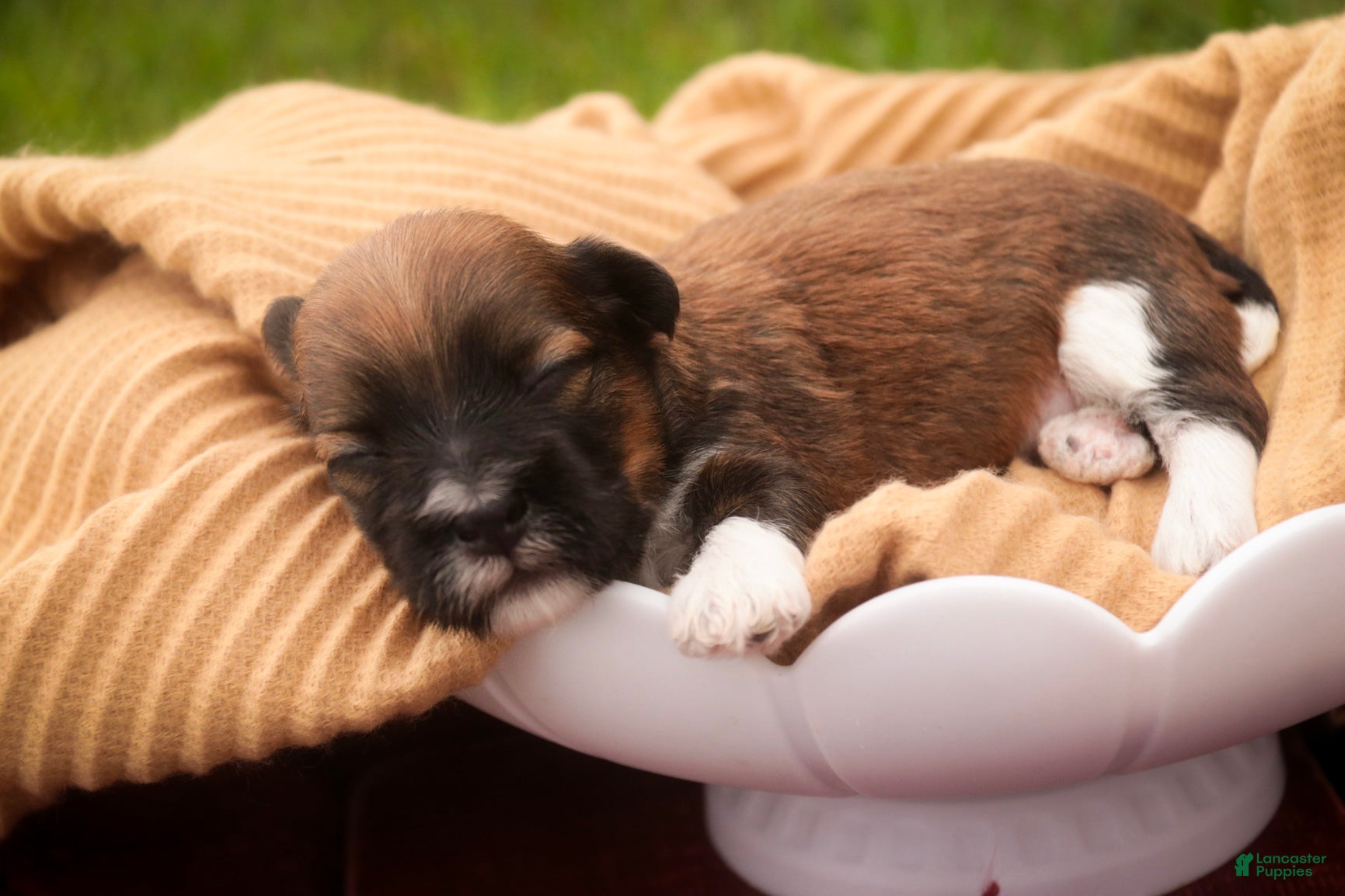 Havanese dogs Champ Havanese  - Ad 1