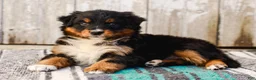 Australian Shepherd dogs for sale: Carson - Ad 3