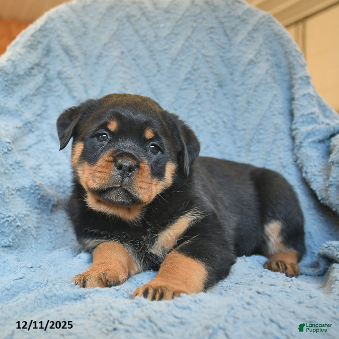 Rottweiler dogs for sale: River  - Ad 1