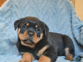 Rottweiler dogs River - Ad 3