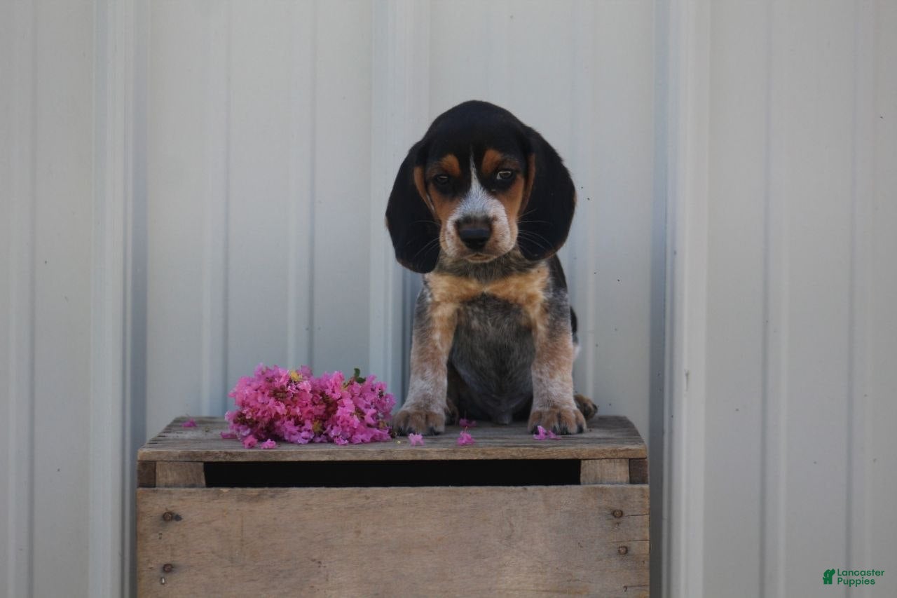 Beagle dogs Blue - Ad 8