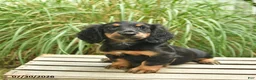 Miniature Dachshund dogs for sale: Piper  - Ad 4