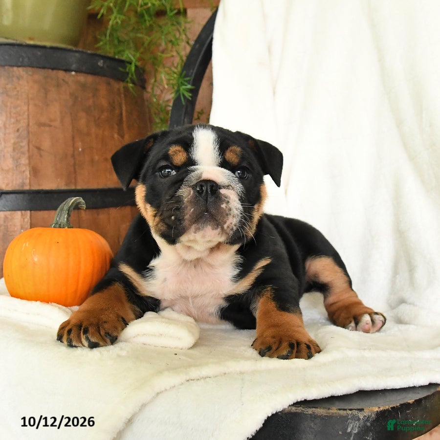 English Bulldog dogs Pumpkin - Ad 1