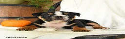 English Bulldog dogs for sale: Pumpkin - Ad 1
