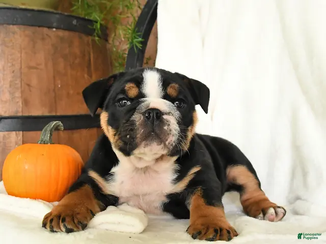 English Bulldog dogs for sale: Pumpkin - Ad 1