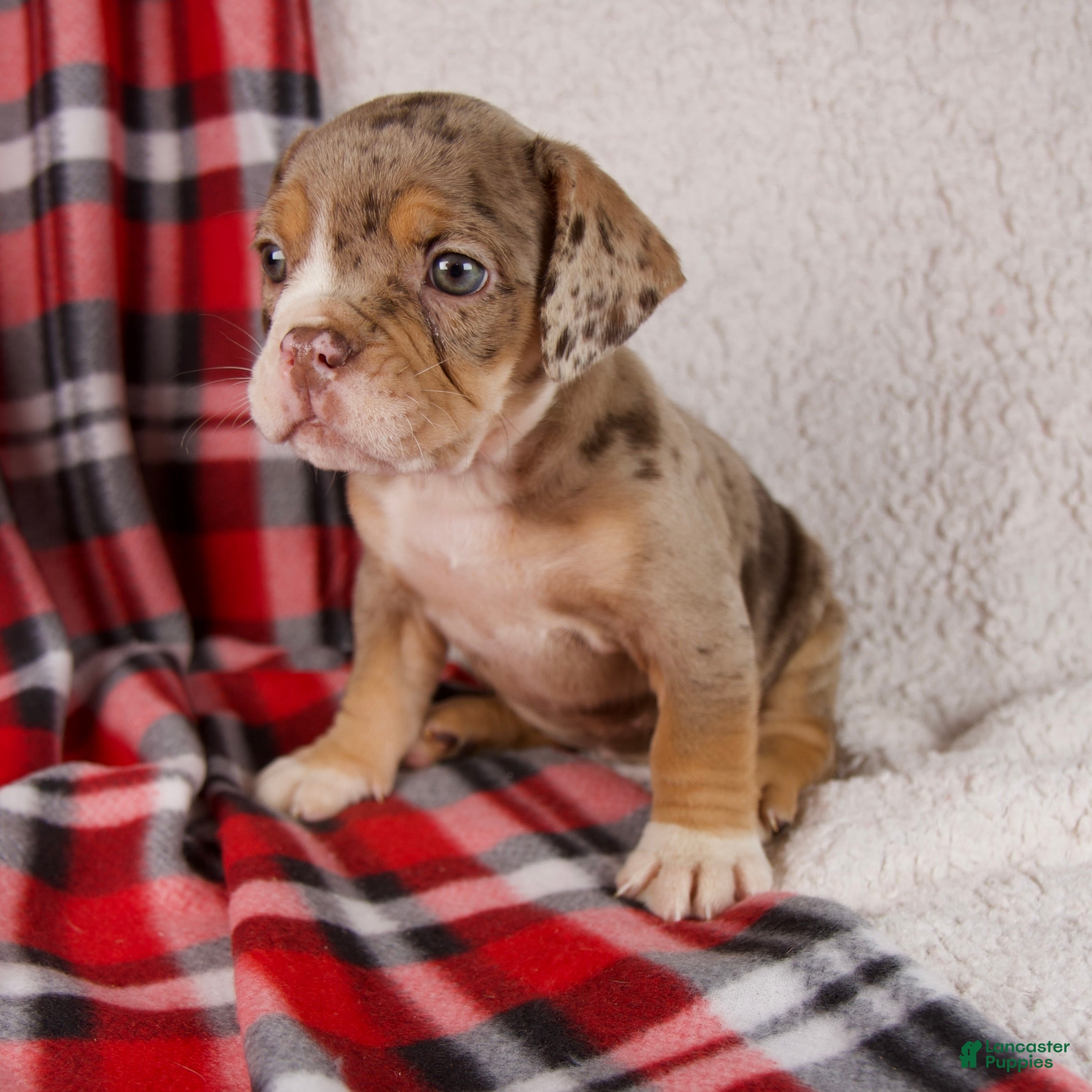 Mixed Breed dogs Noel - Ad 16