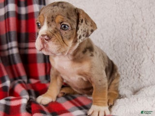 Mixed Breed dogs Noel - Ad 37