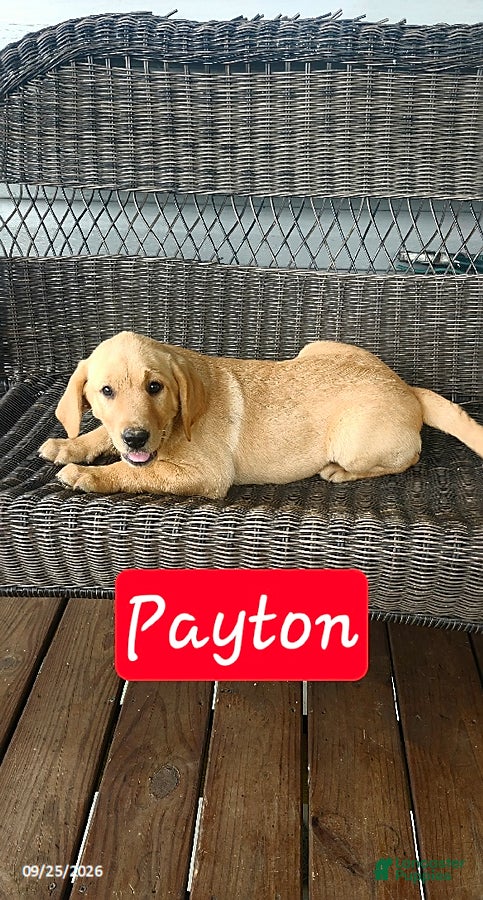 Labrador Retriever dogs Payton - Ad 1