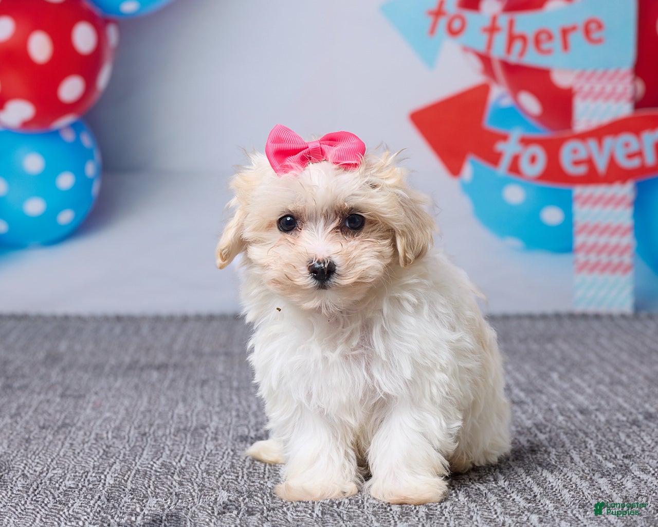 Maltipoo dogs Heidi - Ad 1