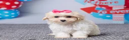 Maltipoo dogs for sale: Heidi - Ad 1