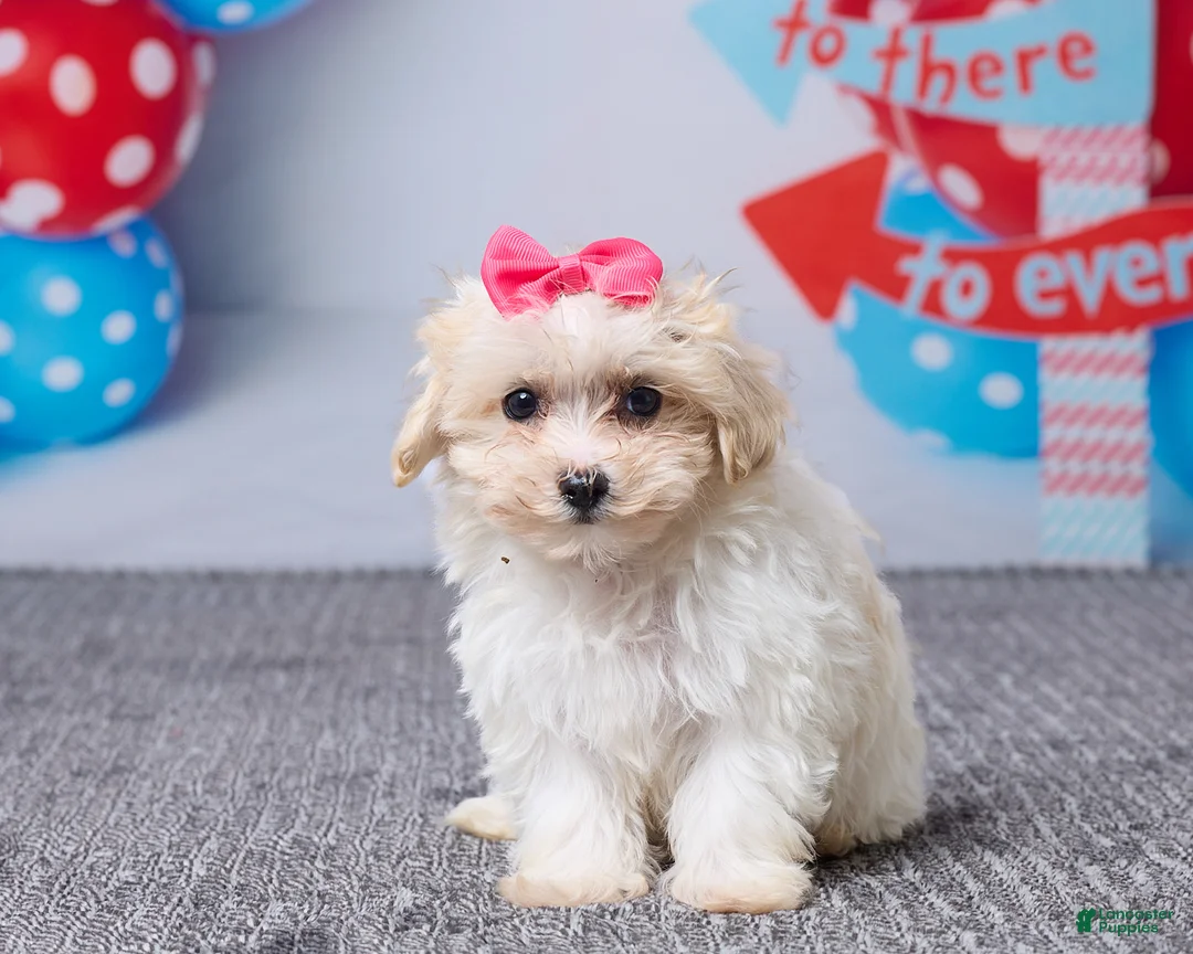 Maltipoo dogs for sale: Heidi - Ad 1
