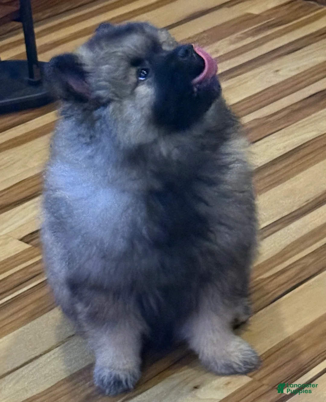 Keeshond dogs for sale: Keeshond Puppy 1 - Ad 2