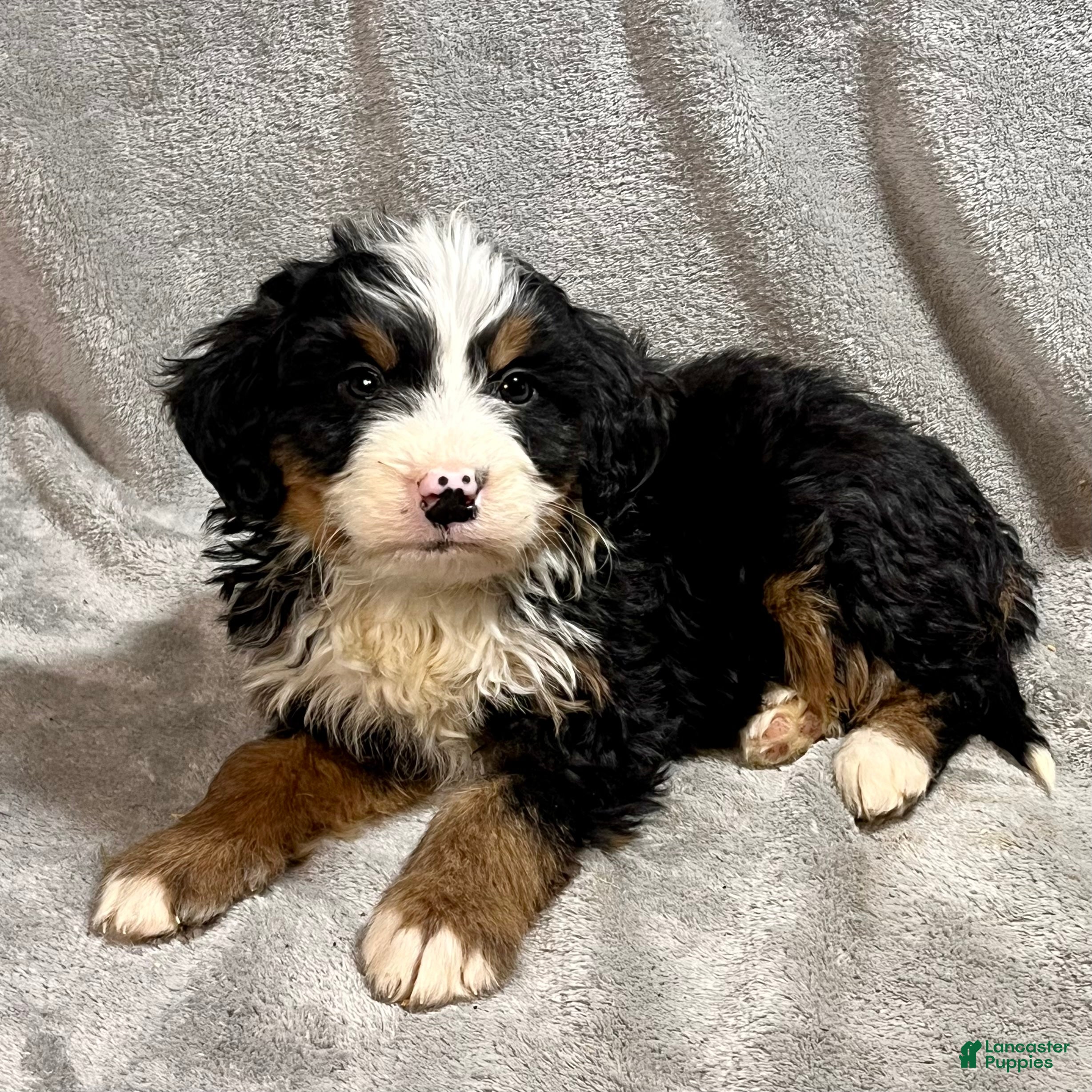 Bernedoodle dogs Maverick - Ad 1