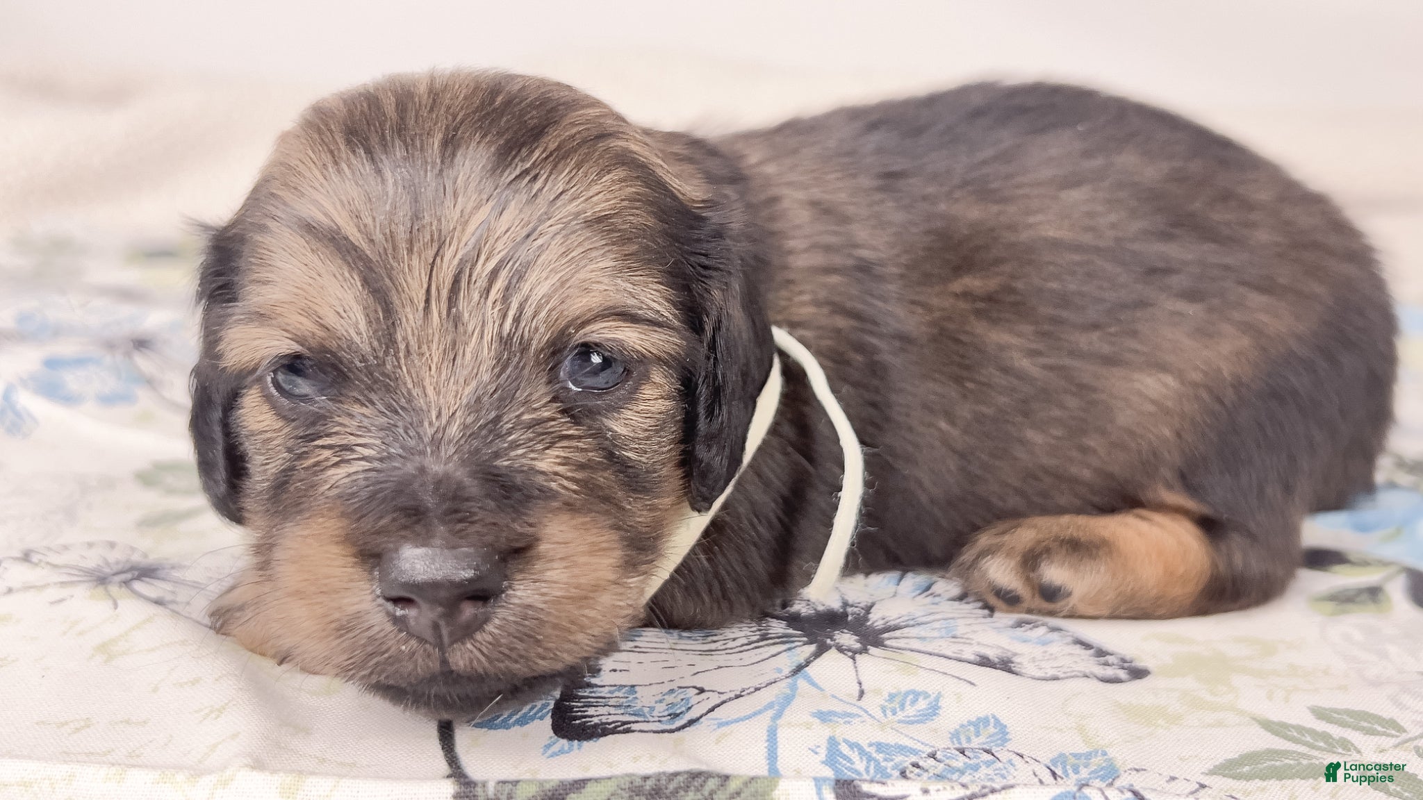 Miniature Dachshund dogs Coca-cola - Ad 12