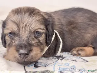 Miniature Dachshund dogs Coca-cola - Ad 18
