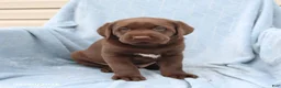 Labrador Retriever dogs for sale: Sailor - Ad 3
