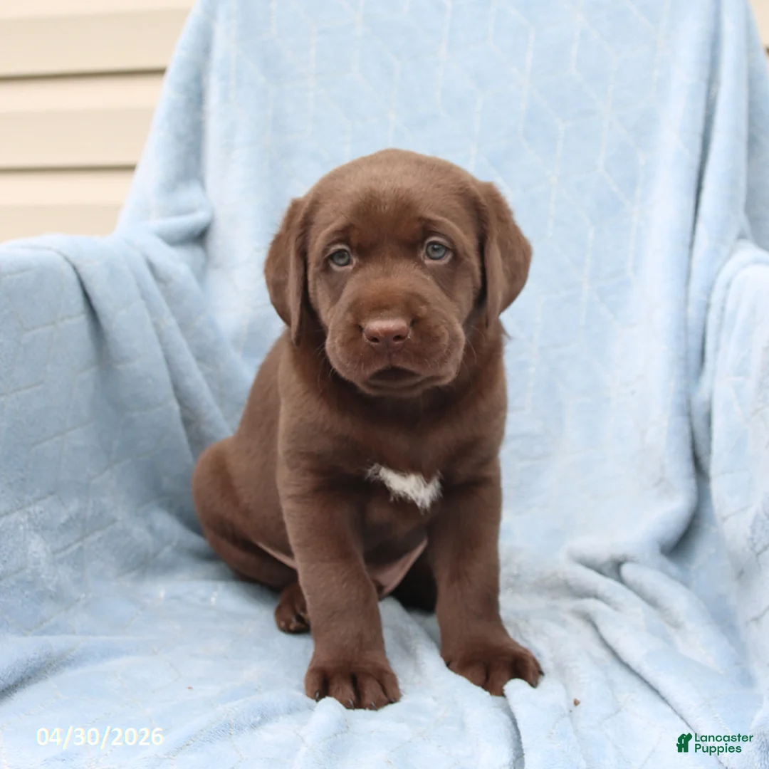 Labrador Retriever dogs for sale: Sailor - Ad 3