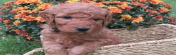 Mini Goldendoodle dogs for sale: Cookie - Ad 1