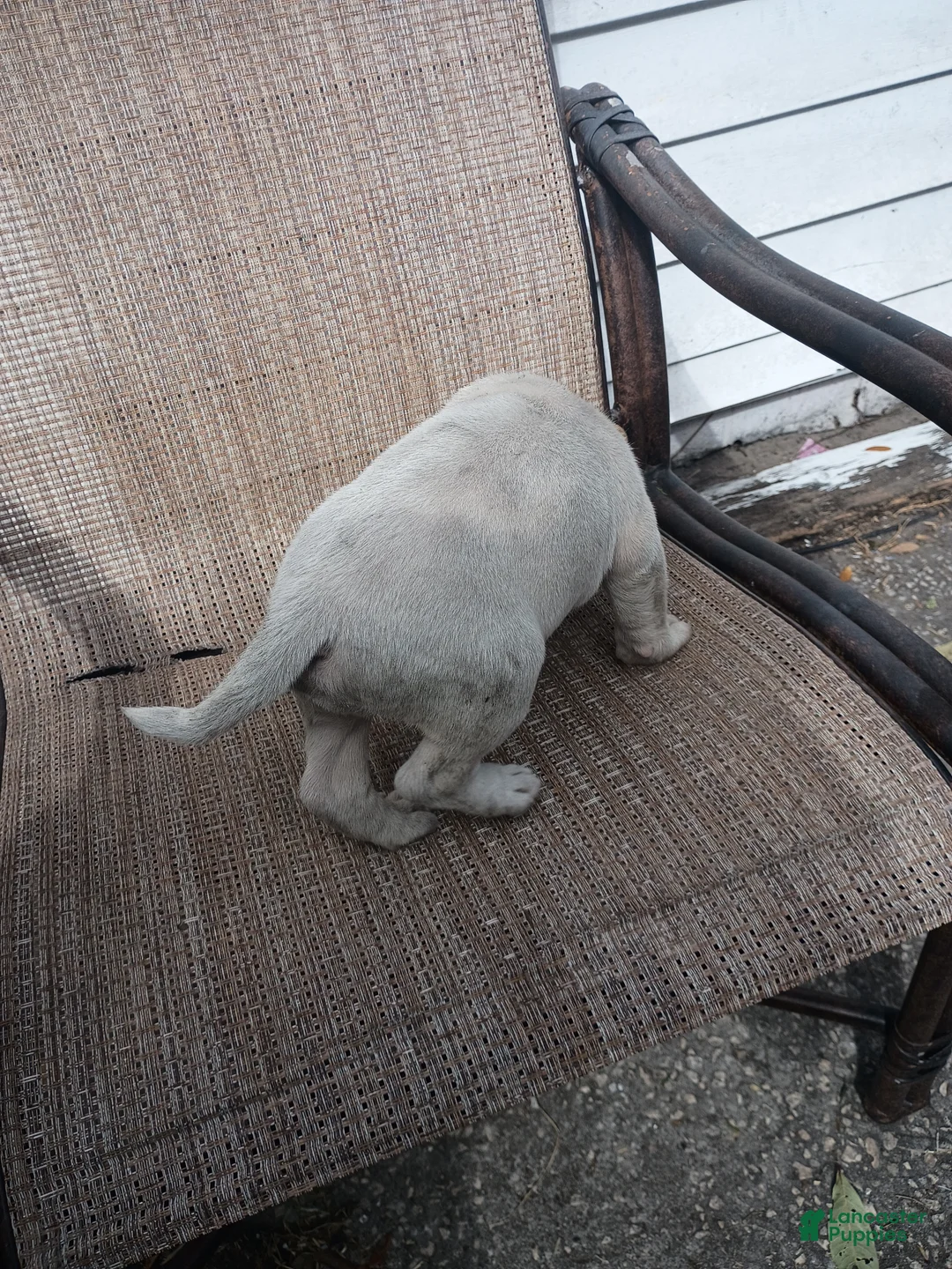 American Pit Bull Terrier dogs for sale: American Pit Bull Terrier Puppy 3 - Ad 1