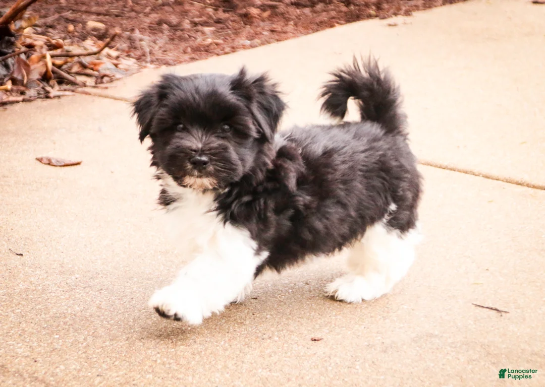 Havanese dogs for sale: Oreo - Ad 12