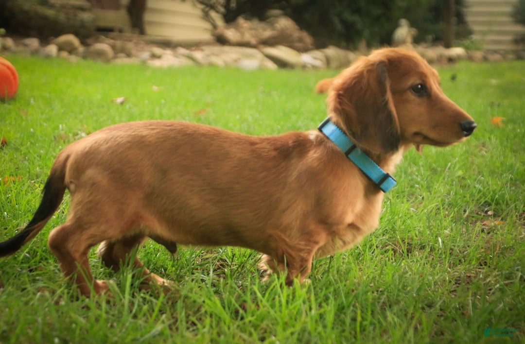 Miniature Dachshund dogs Asher Miniature Dachshund - Ad 2