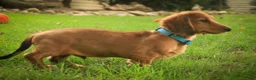 Miniature Dachshund dogs for sale: Asher Miniature Dachshund - Ad 8