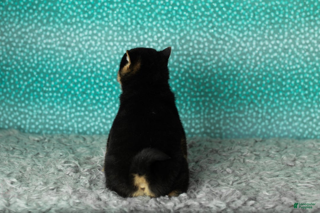 Shiba Inu dogs for sale: Andre - Ad 5