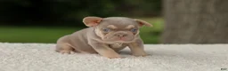 French Bulldog dogs for sale: Denver - Ad 14