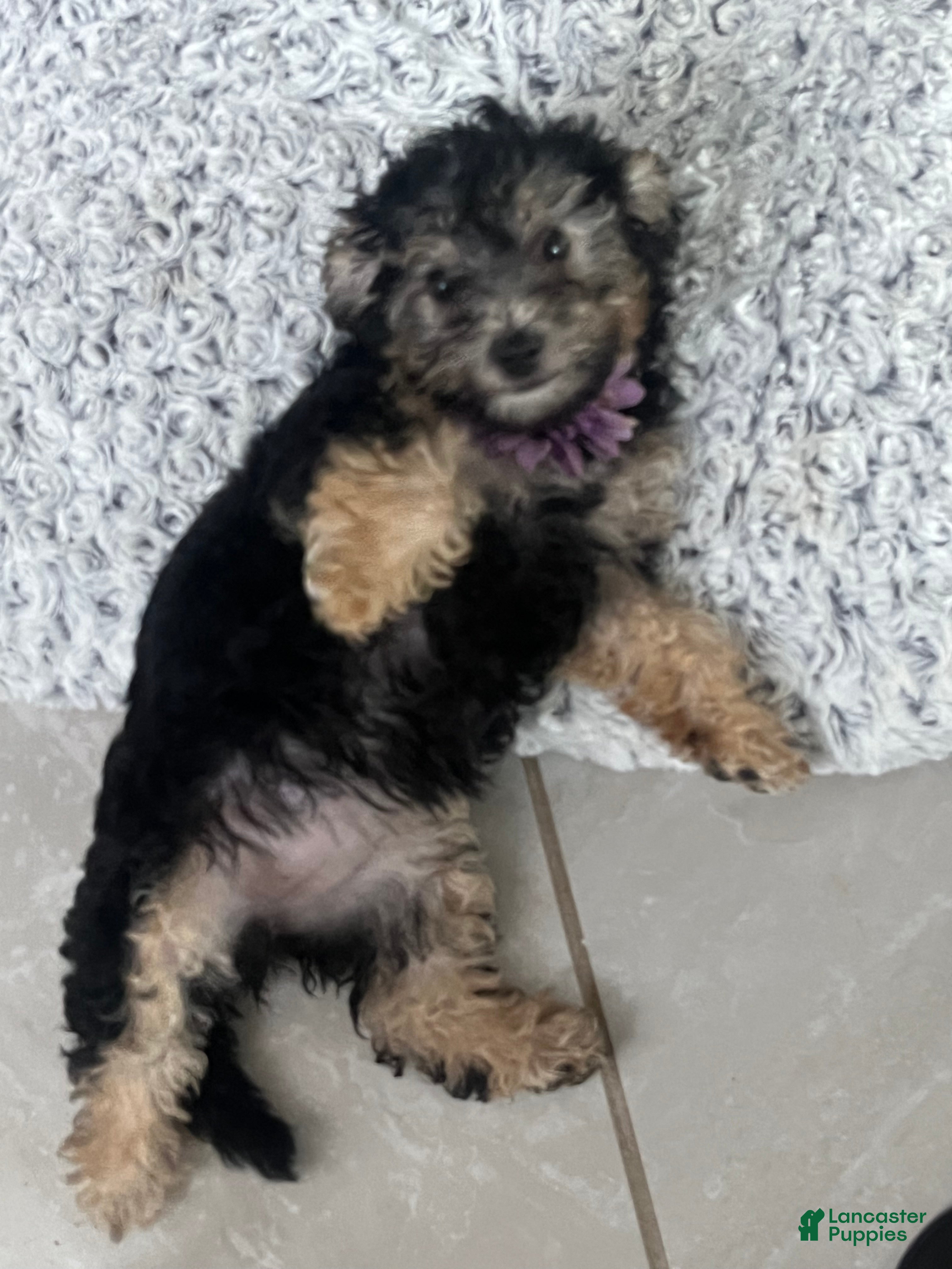 Yorkiepoo dogs Yorkiepoo Puppy 3 - Ad 15