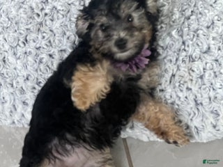 Yorkiepoo dogs Yorkiepoo Puppy 3 - Ad 3
