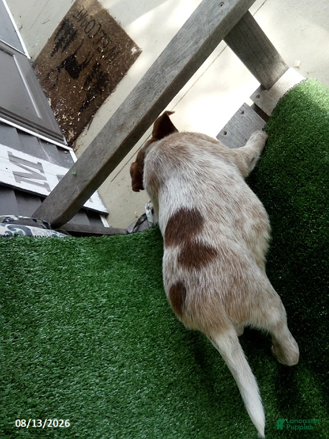 Australian Cattle Dog dogs for sale: Denmark - Ad 4