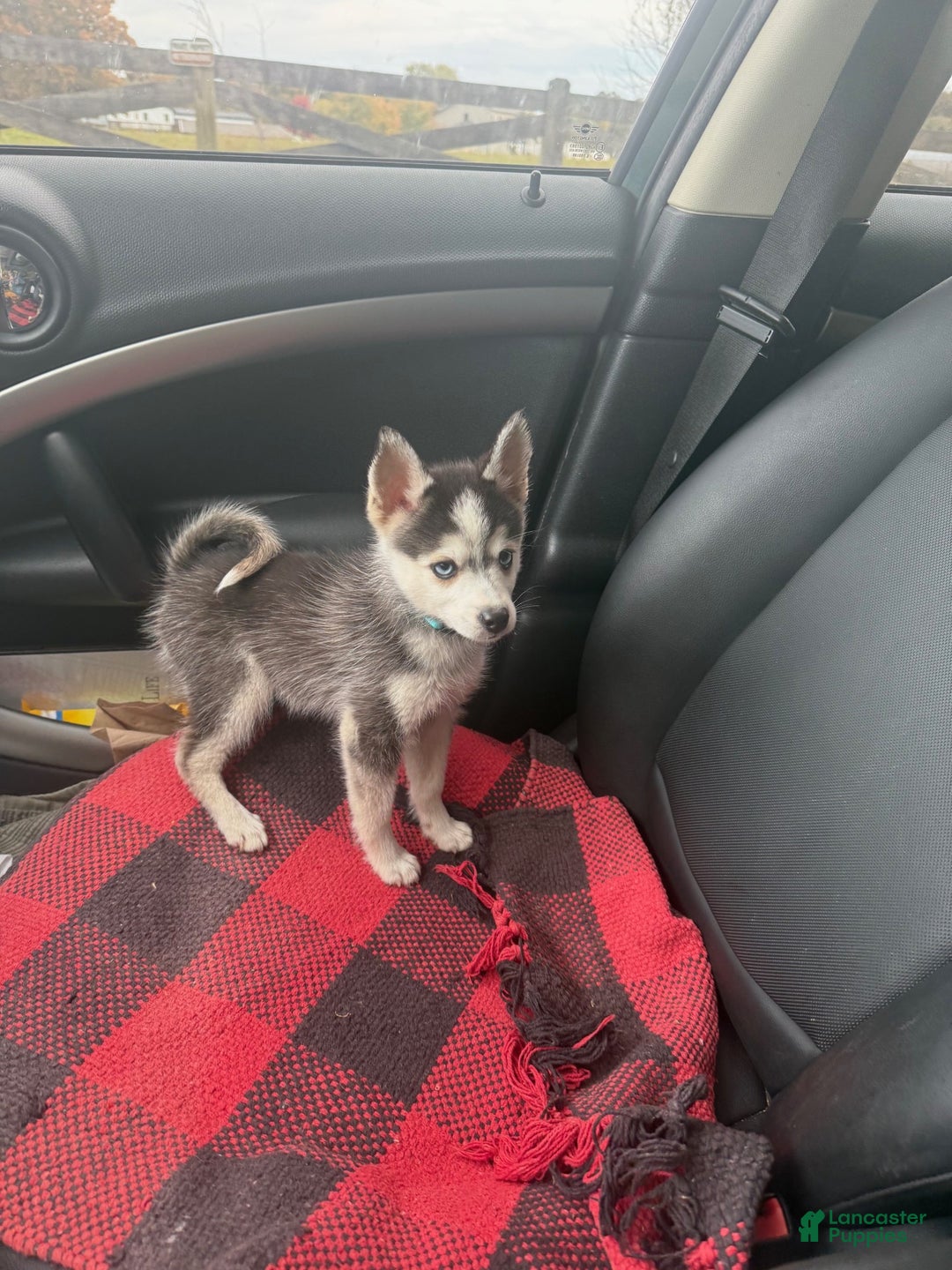 Pomsky dogs for sale: Ace - Ad 1
