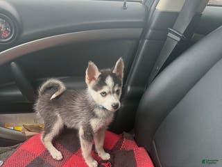 Pomsky dogs Ace - Ad 36