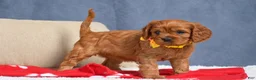 Cavapoo dogs for sale: Fiona - Ad 2