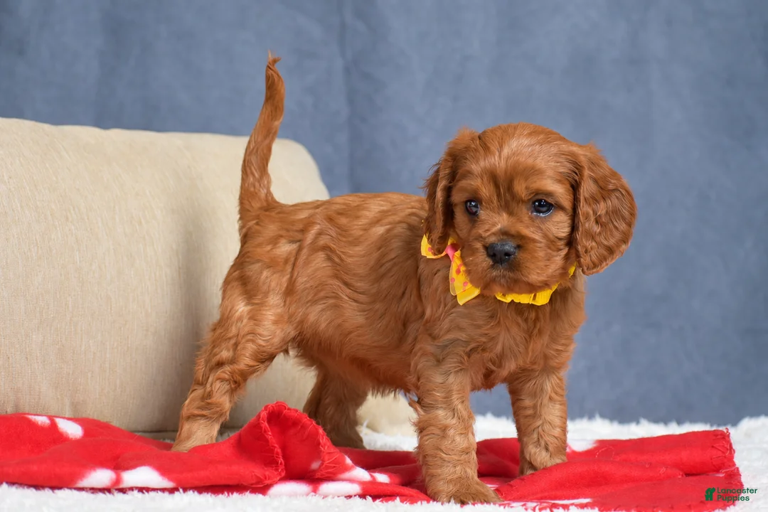 Cavapoo dogs for sale: Fiona - Ad 2