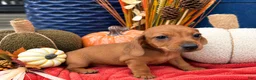 Miniature Dachshund dogs for sale: Kasey - Ad 1