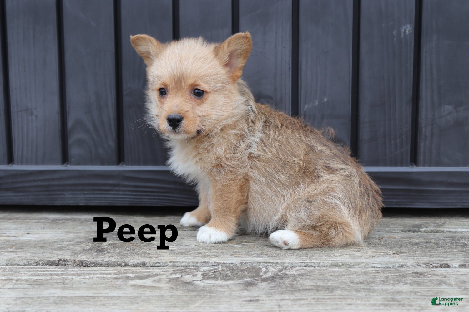 Corgipoo dogs Peep - Ad 2