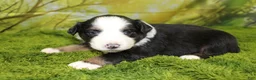 Miniature Australian Shepherd dogs for sale: Jubilee - Ad 1