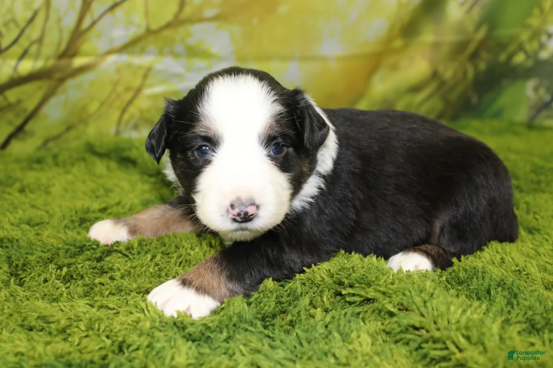Miniature Australian Shepherd dogs for sale: Jubilee - Ad 1