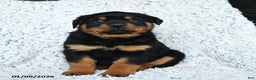 Rottweiler dogs for sale: Roman - Ad 1