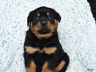 Rottweiler dogs for sale: Roman - Ad 3