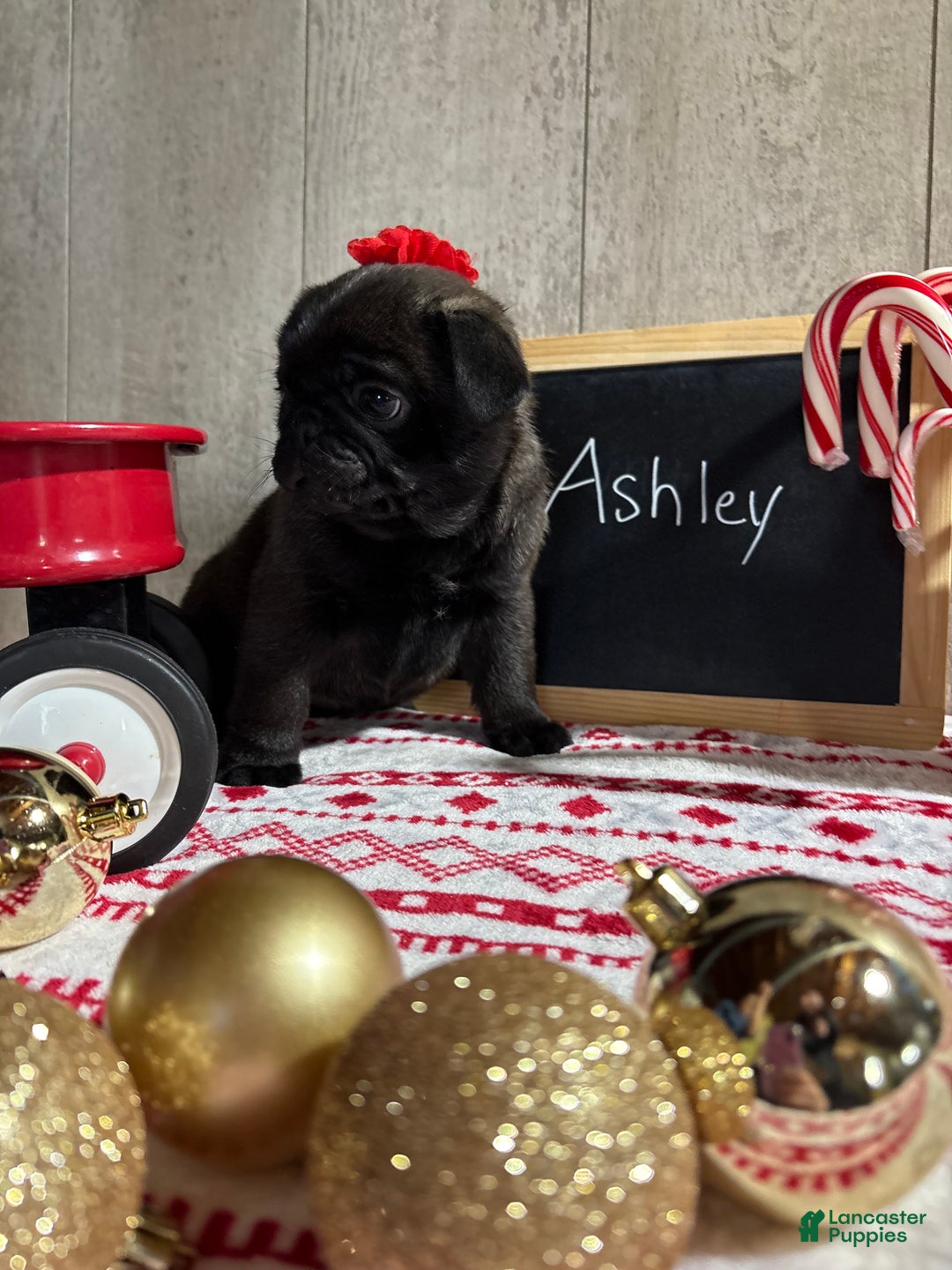 Pug dogs for sale: Ashley - Ad 3