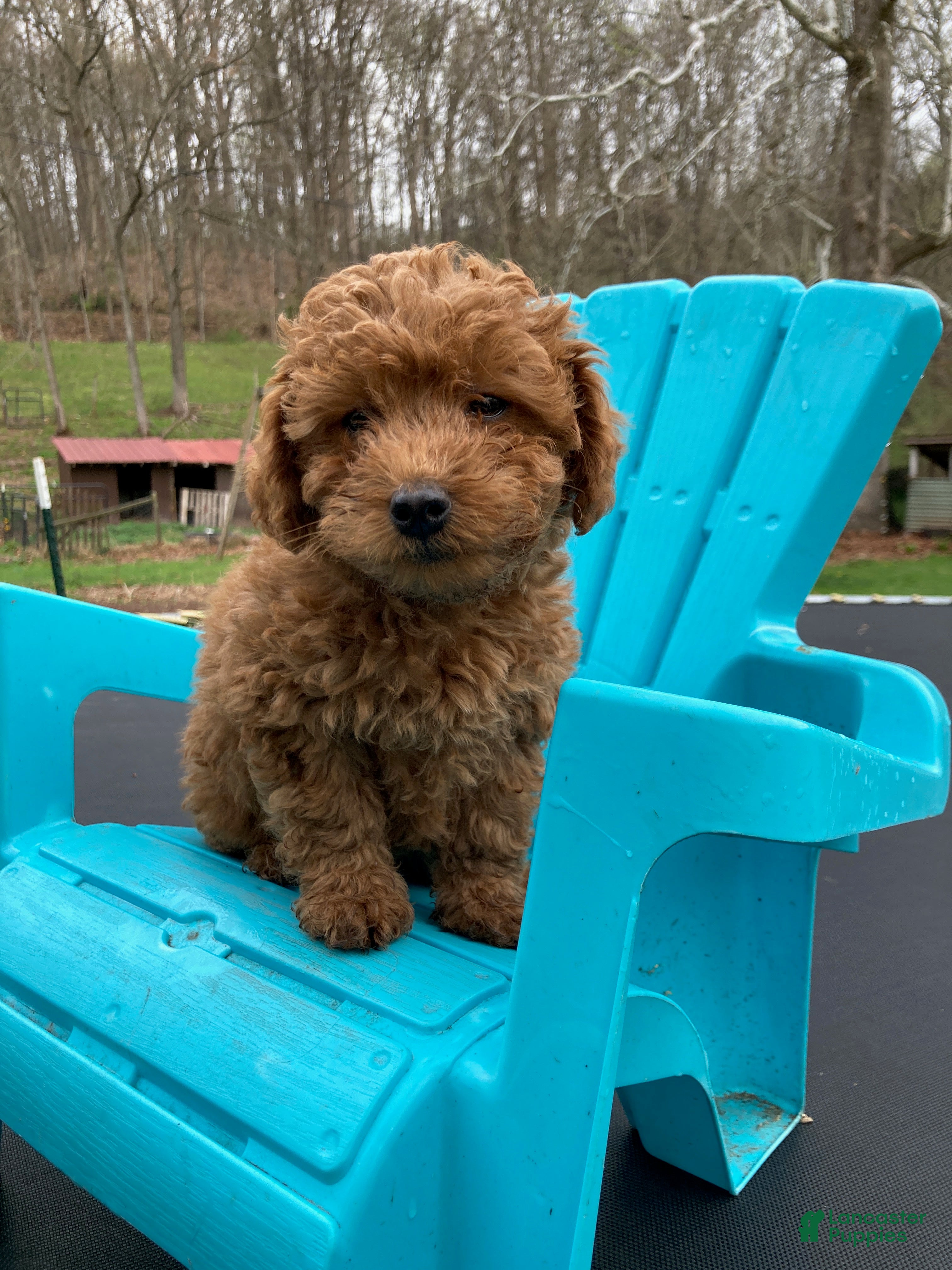 Miniature Poodle dogs Copper - Ad 1