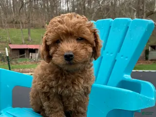 Miniature Poodle dogs for sale: Copper - Ad 1