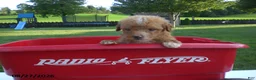 Yorkiepoo dogs for sale: Gene - Ad 3