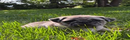 Pug dogs for sale: Addie - Ad 8