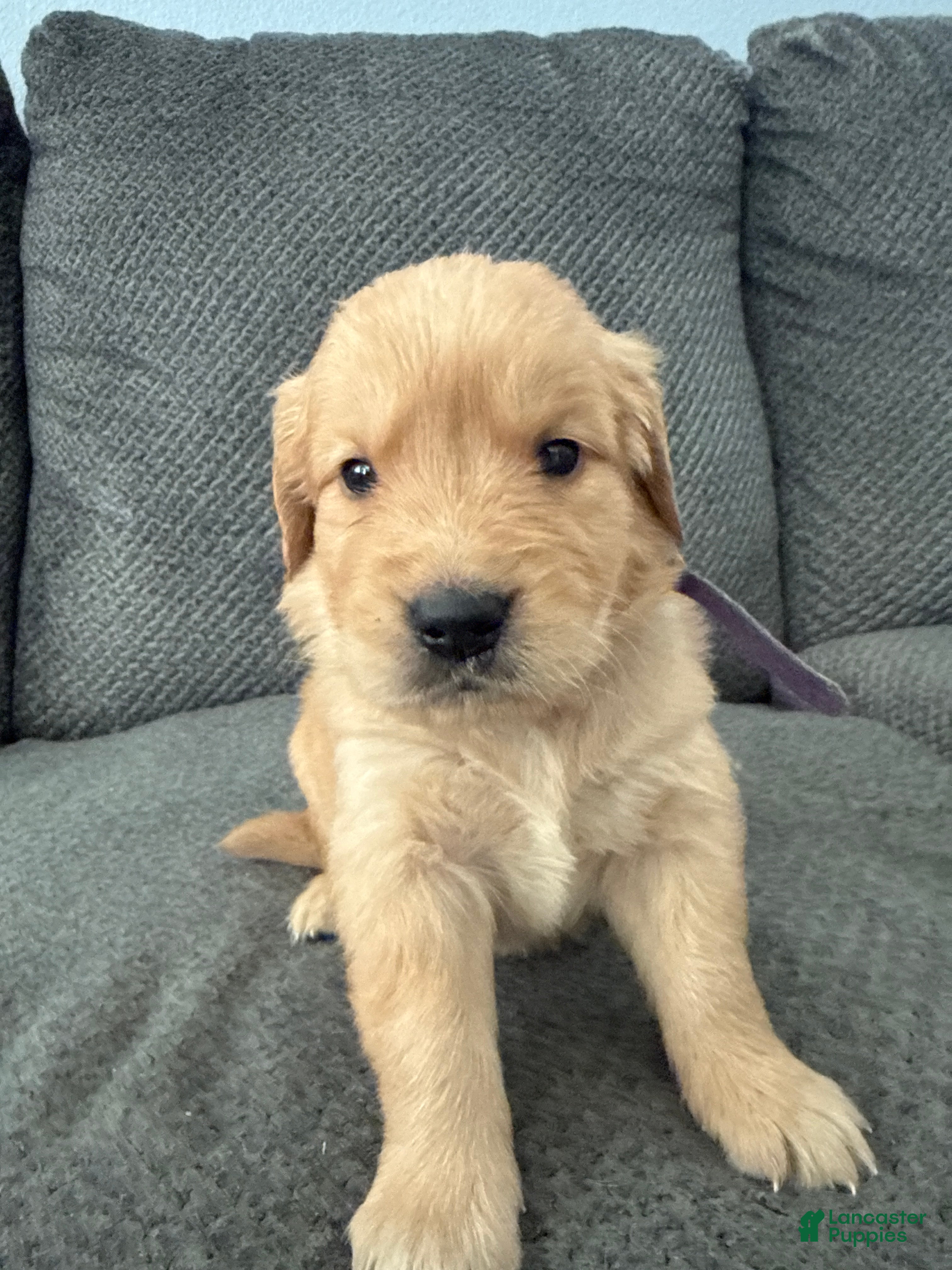 Golden Retriever dogs Golden Retriever Puppy 5 - Ad 19